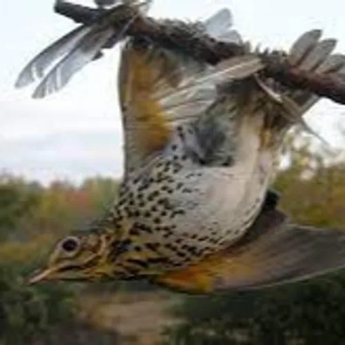 [ ENVIRONNEMENT ] Boûches-du-Rhône: La chasse à la glu interdite...